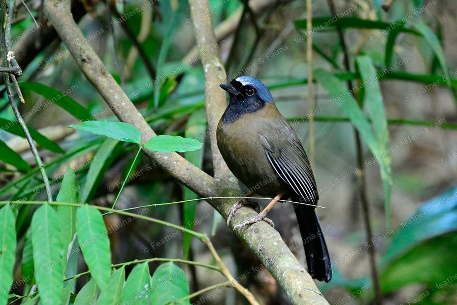 Black-throated Laughingthrush with a black face and white cheek on a diagonal branch.