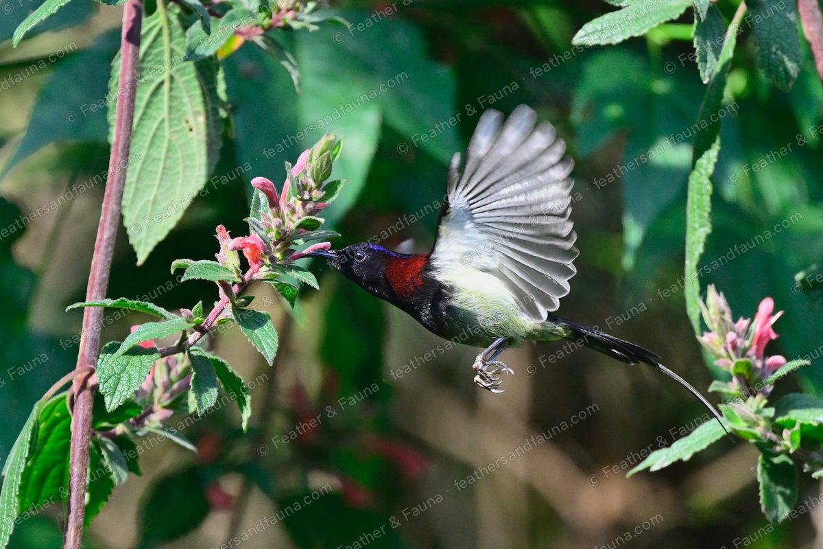 Male Black-throated Sunbird in flight at red flowers, wings spread.