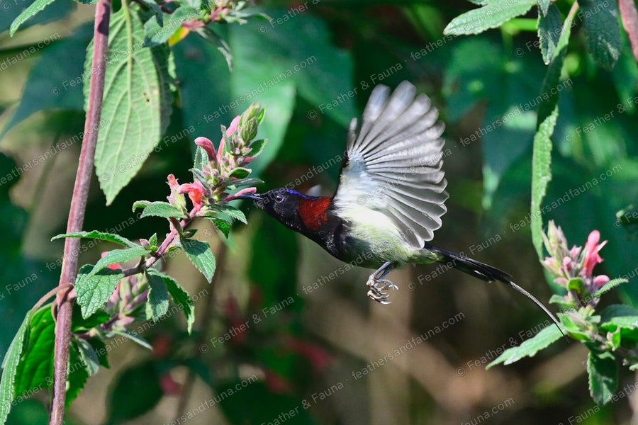 Male Black-throated Sunbird in flight at red flowers, wings spread.