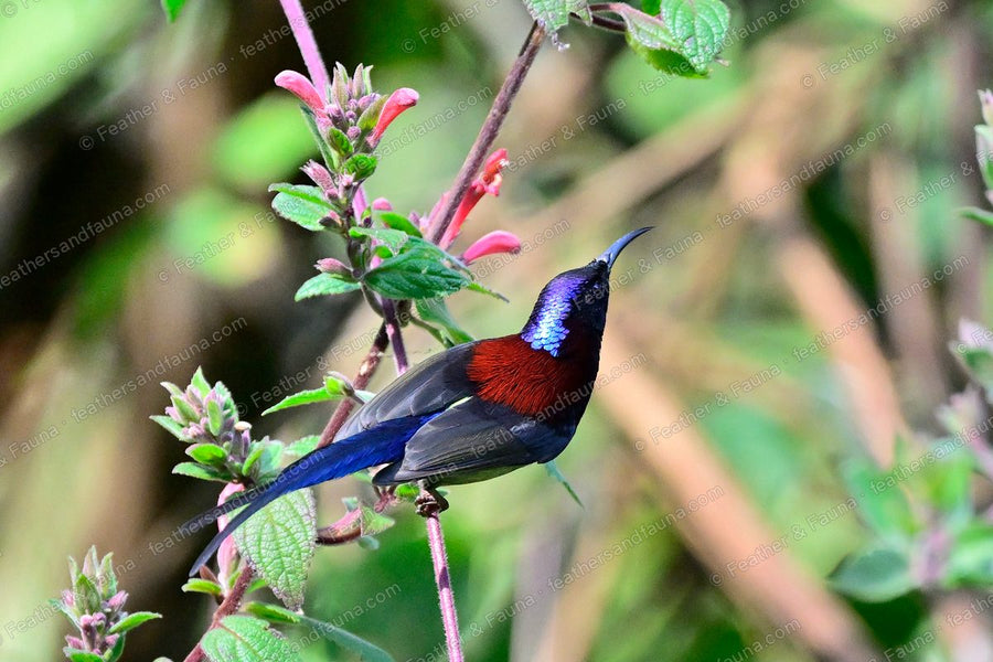 Male Black-throated Sunbird with violet crown and maroon breast among pink flowers.