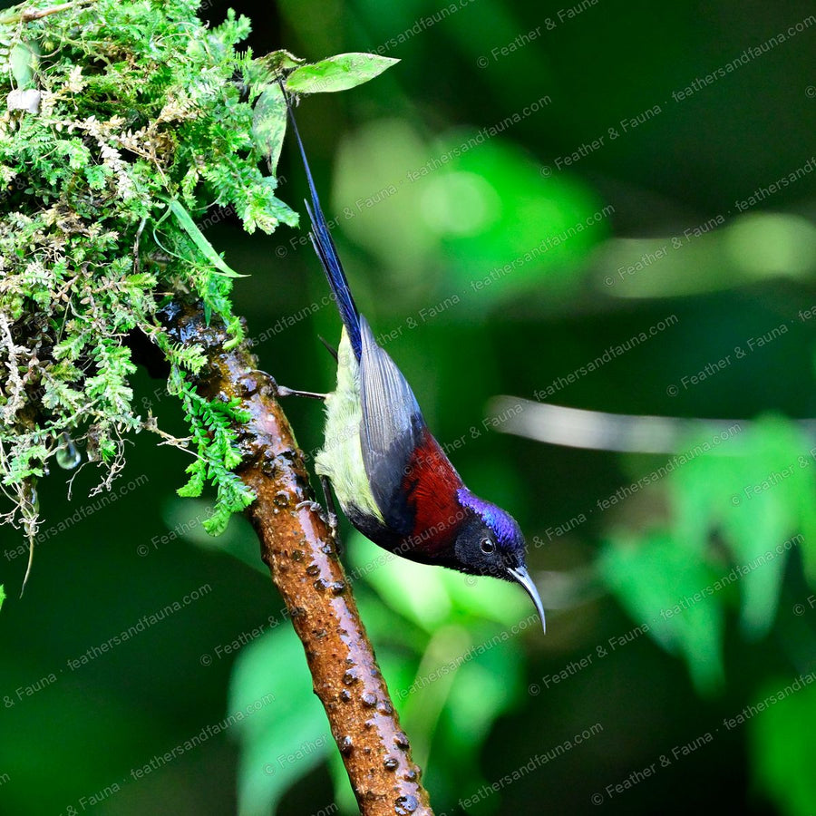 Male Black-throated Sunbird feeding head-down from a mossy branch, long tail raised.