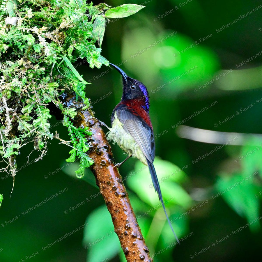 Male Black-throated Sunbird on a mossy stem with long central tail feathers.