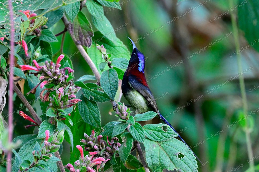 Male Black-throated Sunbird among pink salvia flowers, metallic crown and maroon breast.