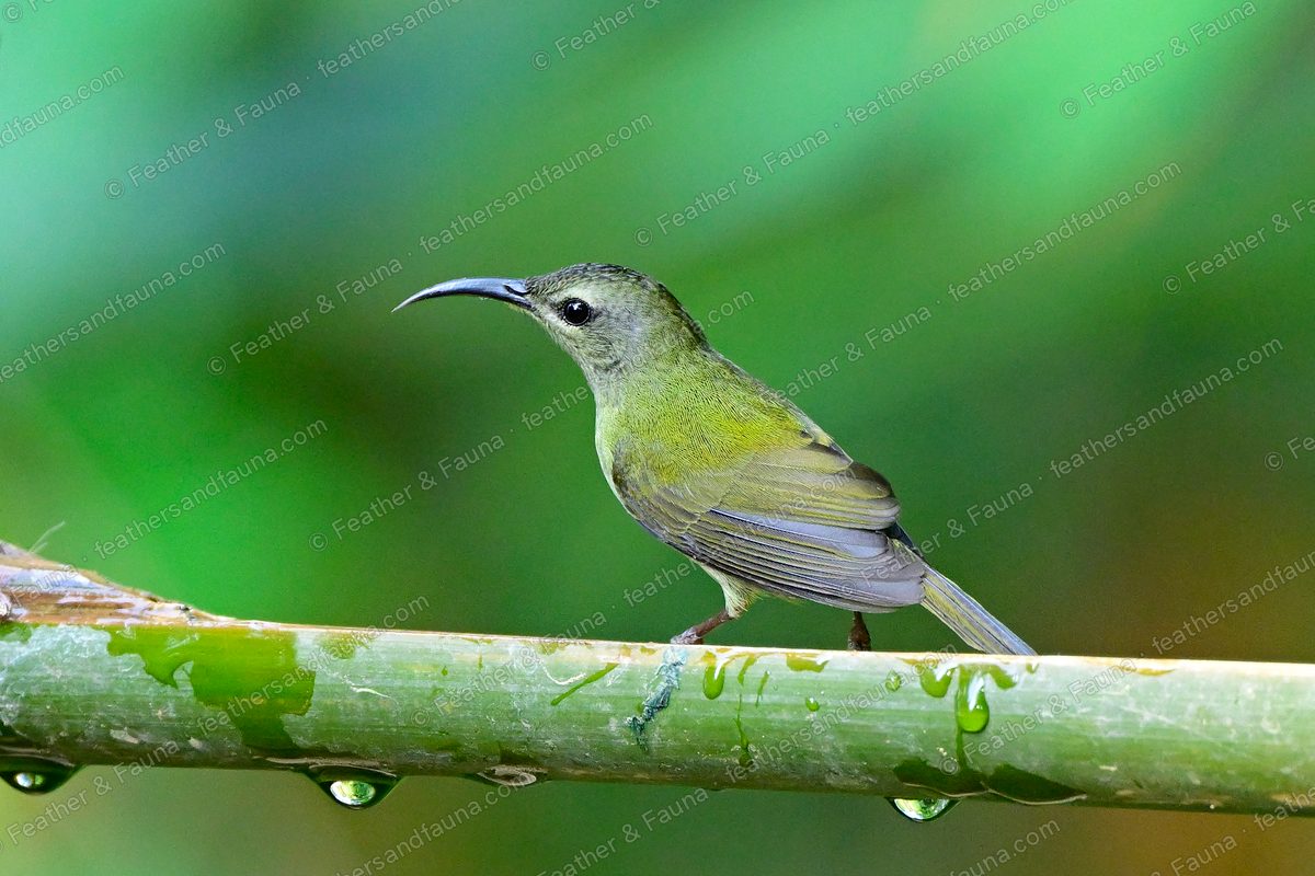 Female Black-throated Sunbird, olive-green with a long curved bill, on a wet cane.