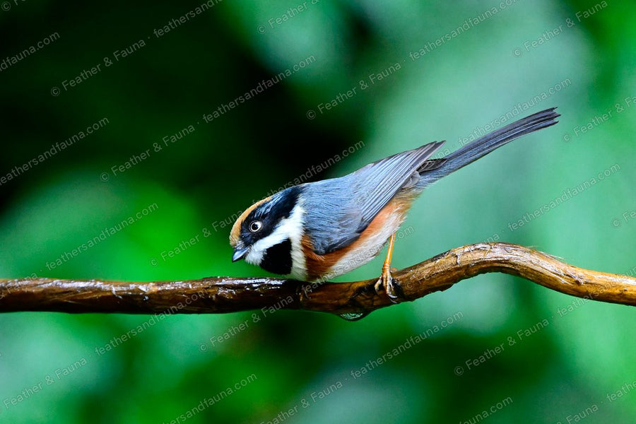 Black-throated Tit with a rufous cap and black bib leaning along a wet branch.