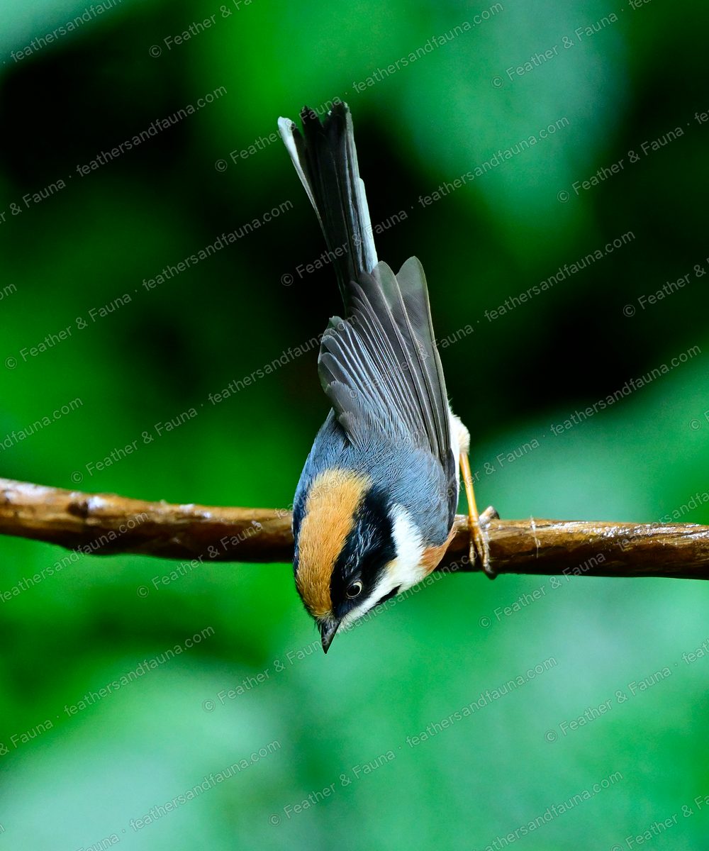 Black-throated Tit hanging head-down from a wet branch, long tail raised.