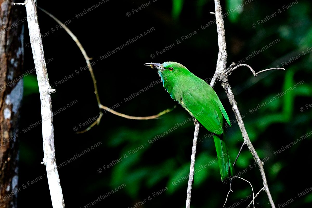 Blue-bearded Bee-eater, green with a blue throat, on a twig in dark forest.