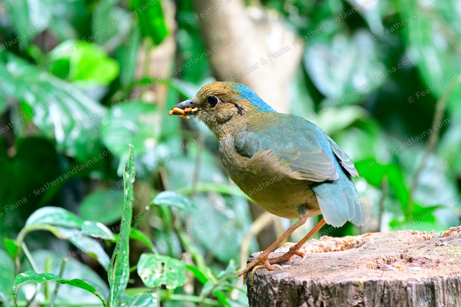 Female Blue-naped Pitta with a grub in its bill on a mossy stump.