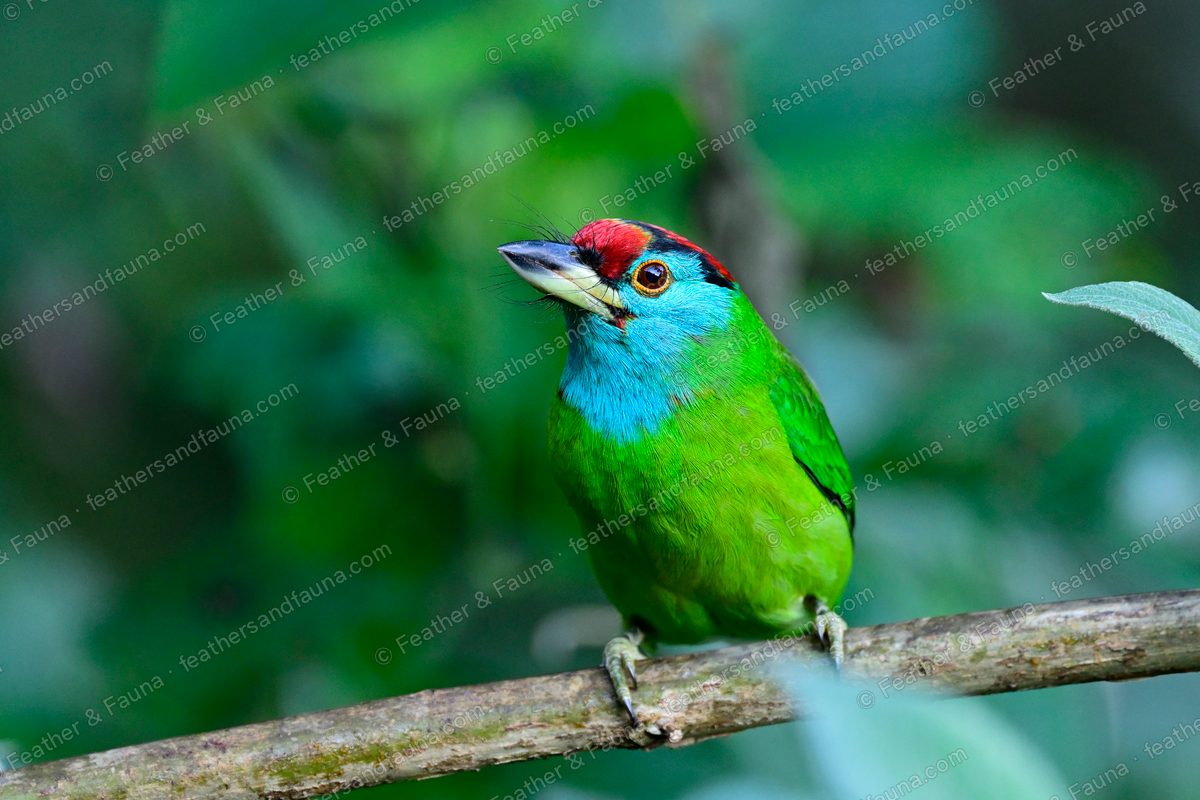 Blue-throated Barbet with green body and turquoise face looking out from foliage.