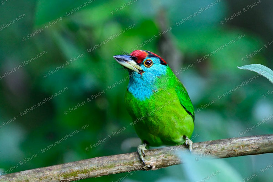 Blue-throated Barbet with green body and turquoise face looking out from foliage.