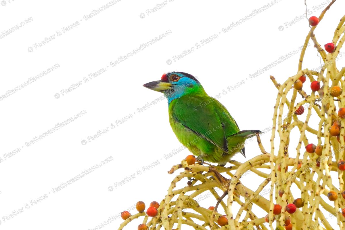 Blue-throated Barbet on a cluster of palm fruit against a white sky.