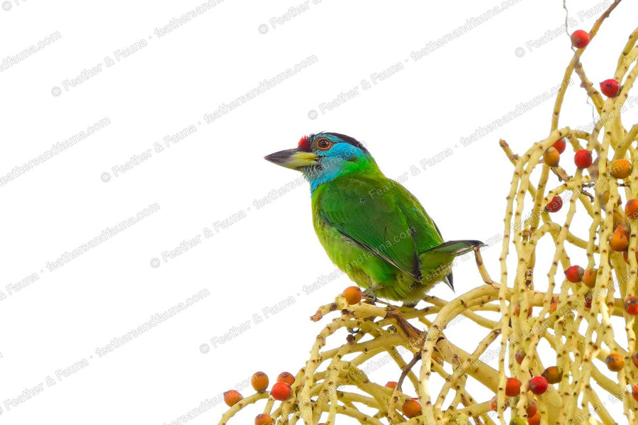 Blue-throated Barbet on a cluster of palm fruit against a white sky.