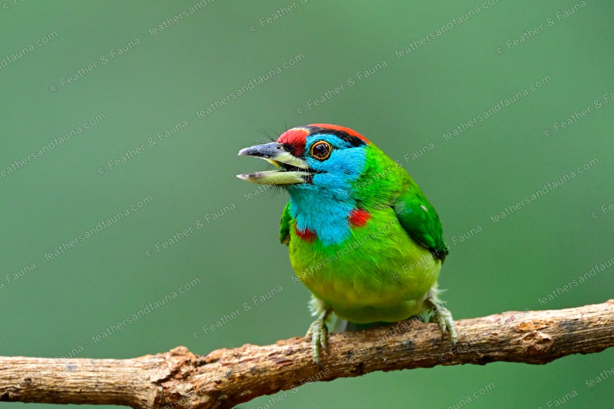 Blue-throated Barbet calling on a bare branch, turquoise face and red crown spots.