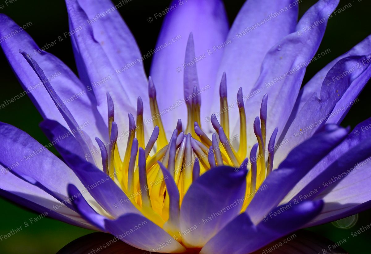 Close-up of a blue water lily's purple-tipped stamens and yellow centre.