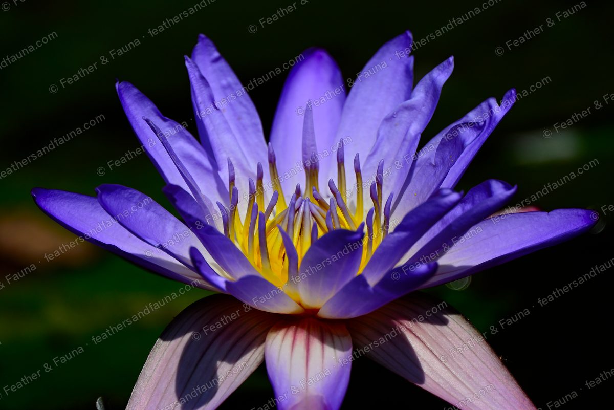 Blue water lily floating on dark water with a faint reflection.