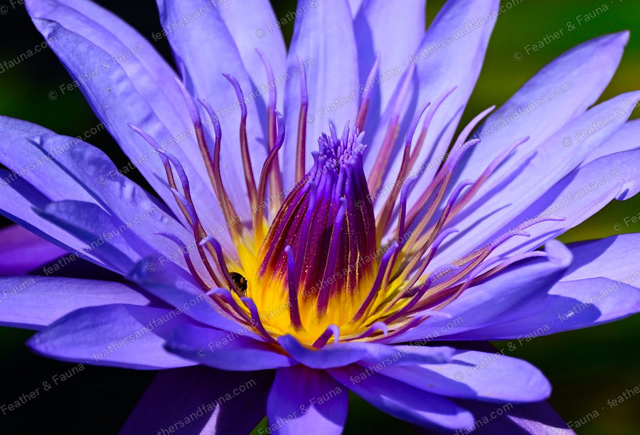 Open blue water lily with violet petals and a yellow centre.