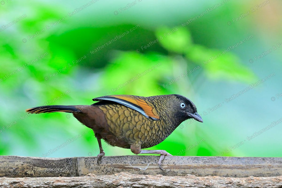 Blue-winged Laughingthrush with scaly plumage and blue-grey wing panels on a bamboo pole.