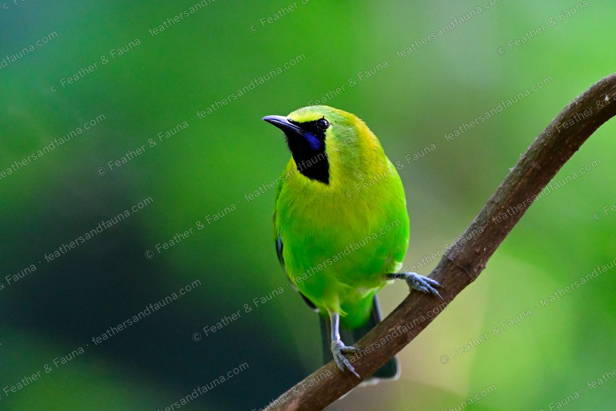 Male Blue-winged Leafbird, green with a black bib and blue wing edges, on a branch.
