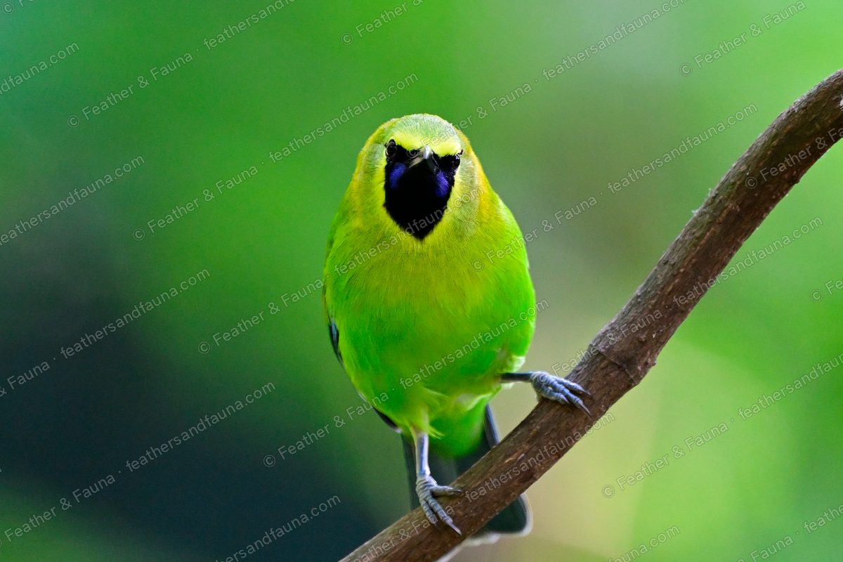 Male Blue-winged Leafbird facing forward on a branch, black face mask and green body.