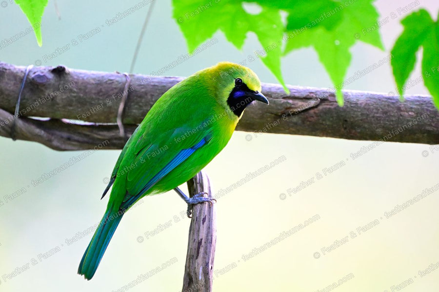 Male Blue-winged Leafbird on a lichened branch, blue tail and wing edges showing.
