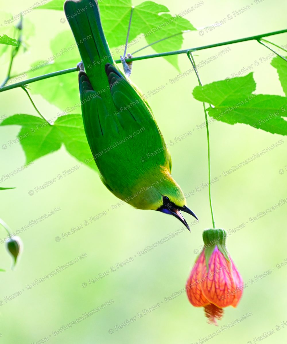Male Blue-winged Leafbird hanging upside down to feed at a pink lantern flower.