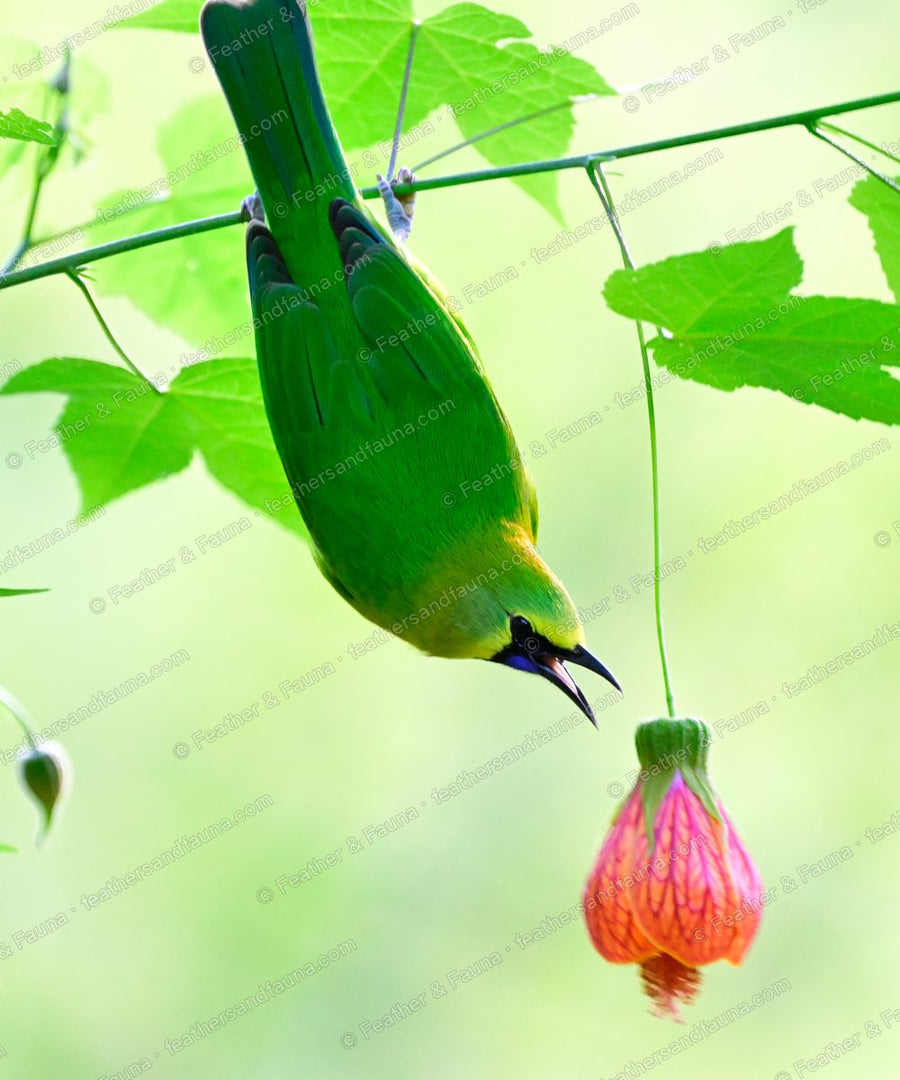 Male Blue-winged Leafbird hanging upside down to feed at a pink lantern flower.