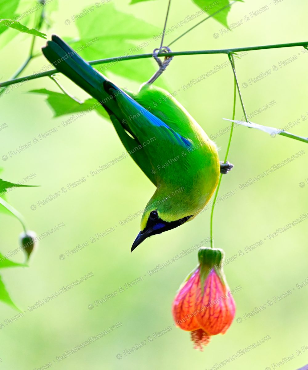 Male Blue-winged Leafbird feeding head-down at a pink-orange lantern flower.