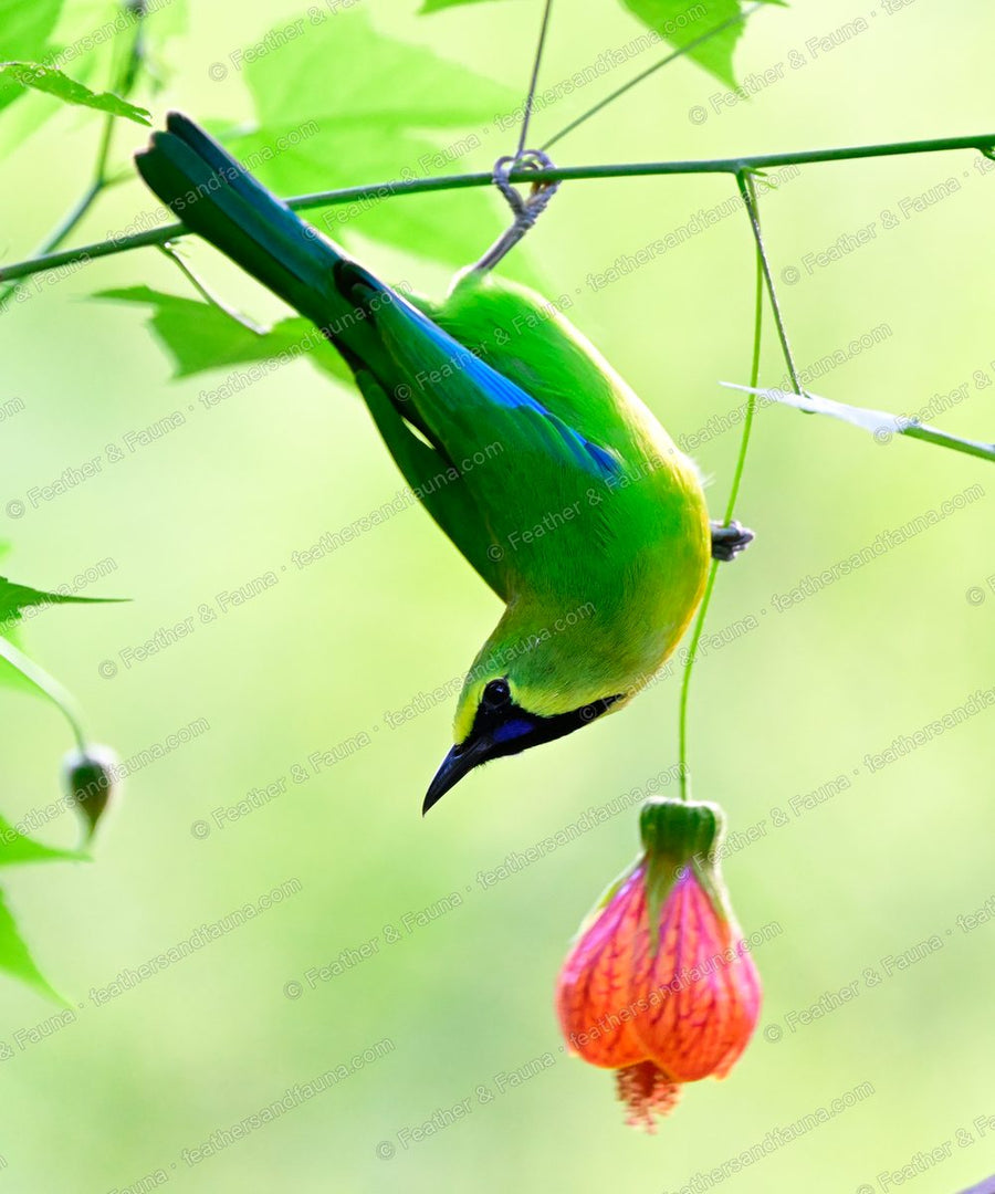 Male Blue-winged Leafbird feeding head-down at a pink-orange lantern flower.
