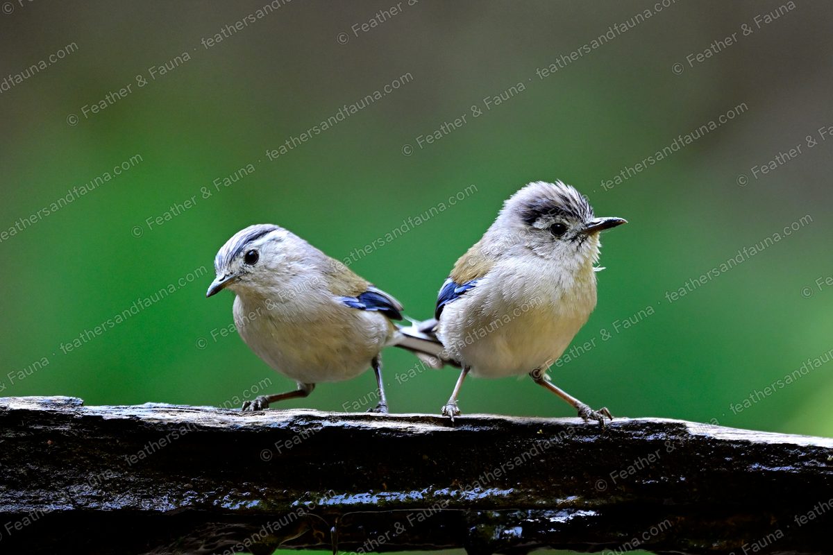 Two Blue-winged Minlas with pale blue wing edges on a wet mossy log.