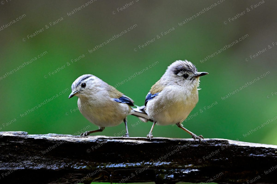 Two Blue-winged Minlas with pale blue wing edges on a wet mossy log.