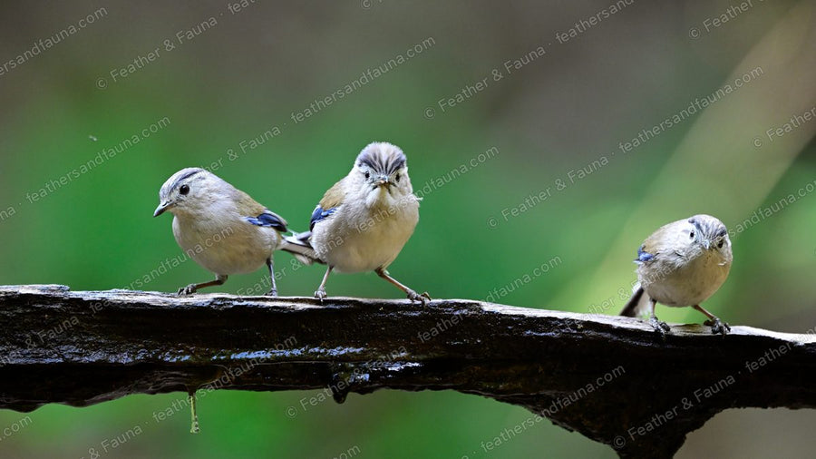 Three Blue-winged Minlas foraging along a wet log in forest shade.