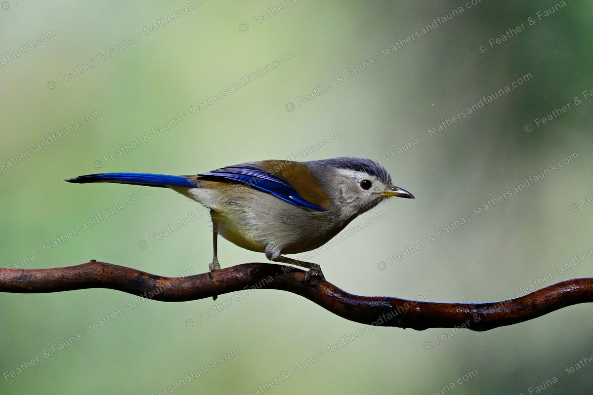 Blue-winged Minla with powder-blue wing and tail edges on a bare branch.