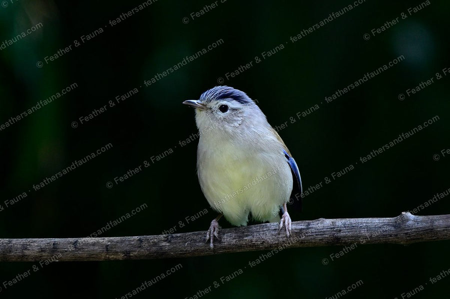 Pale Blue-winged Minla with a grey-blue crown on a bare branch against a dark background.