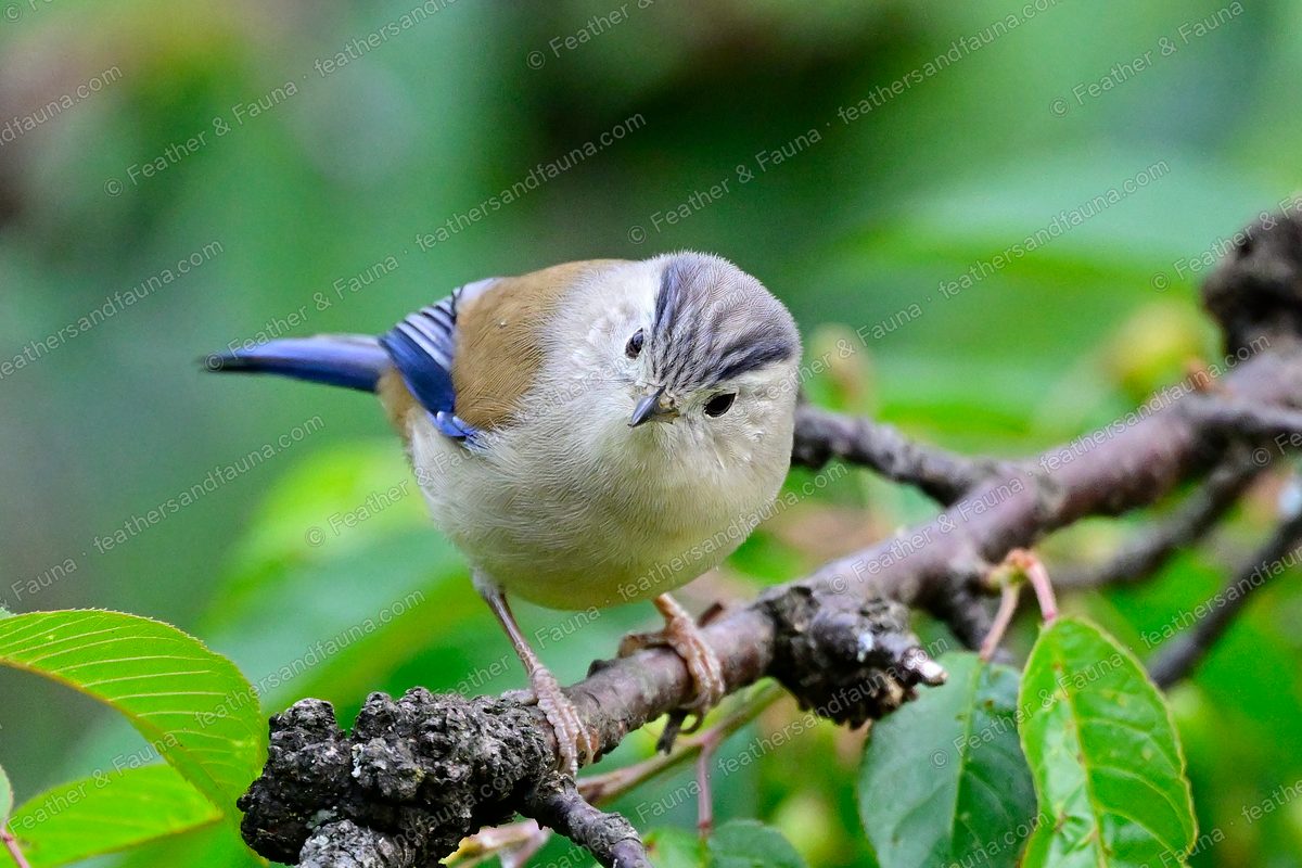 Blue-winged Minla facing forward on a lichen branch, blue wing and crown edges.