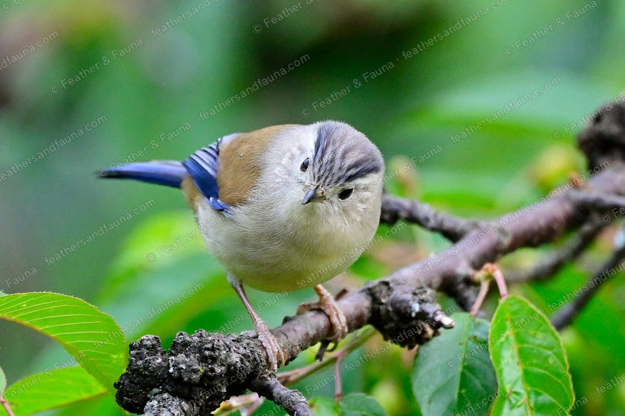 Blue-winged Minla facing forward on a lichen branch, blue wing and crown edges.