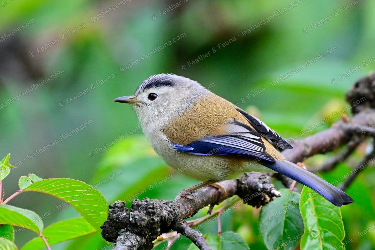 Blue-winged Minla with a long blue-edged tail on a lichen branch.
