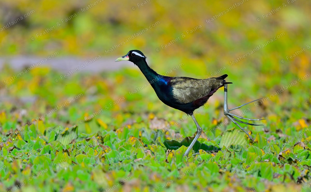 Bronze-winged Jacana with very long toes walking across floating vegetation.