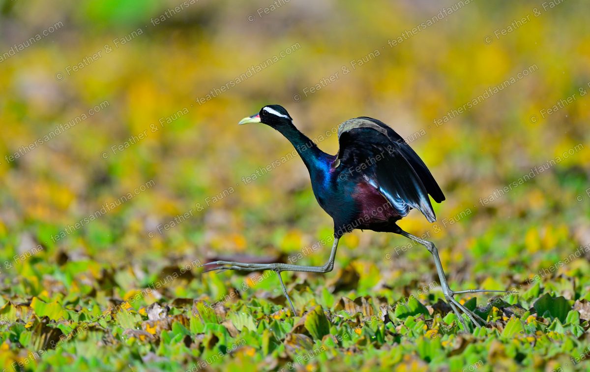 Bronze-winged Jacana striding across floating leaves with wings half raised, long toes trailing.