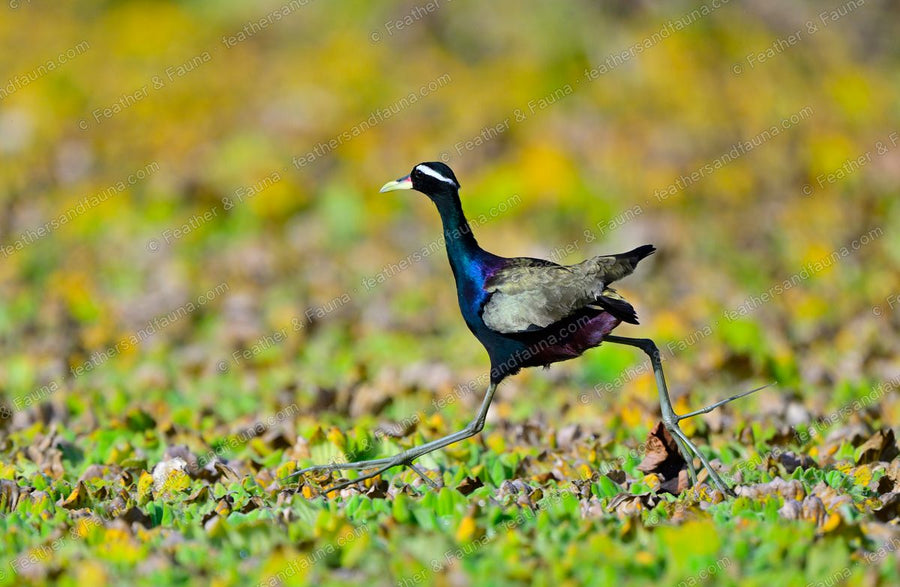Bronze-winged Jacana with very long toes striding across floating vegetation.