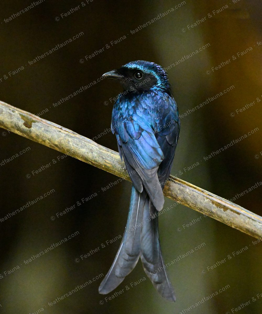 Bronzed Drongo, glossy blue-black with a forked tail, seen from behind on a branch.