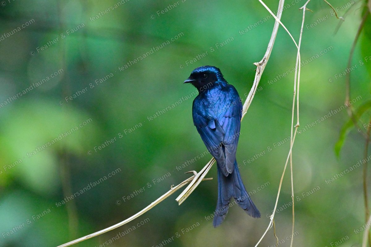 Bronzed Drongo, glossy blue-black with a forked tail, on a hanging vine, seen from behind.