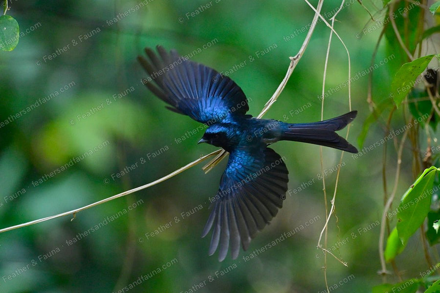 Bronzed Drongo twisting off a vine with wings and forked tail spread, glossy blue-black.