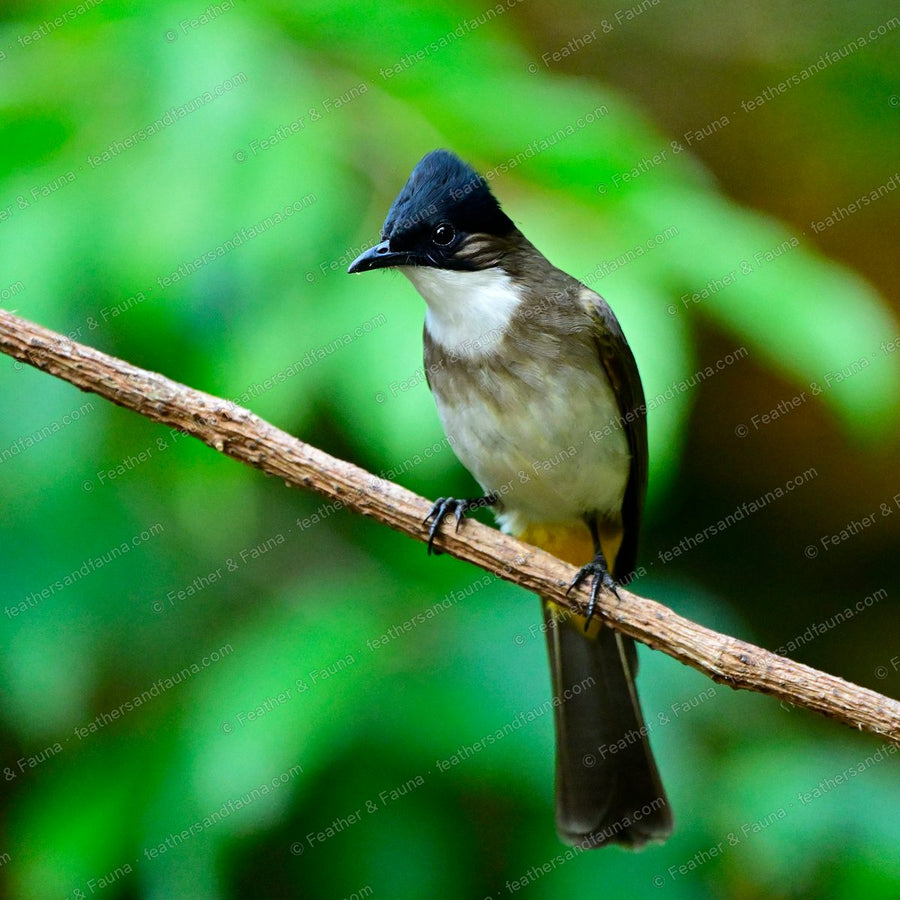 Brown-breasted Bulbul with a black cap and brown breast band on a branch.