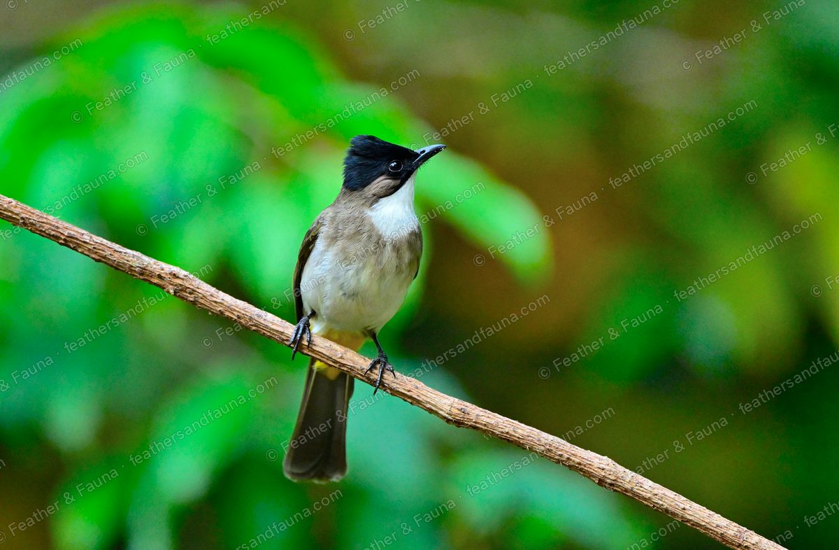 Brown-breasted Bulbul facing forward on a branch, black cap and brown breast band.
