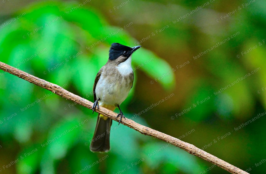 Brown-breasted Bulbul facing forward on a branch, black cap and brown breast band.