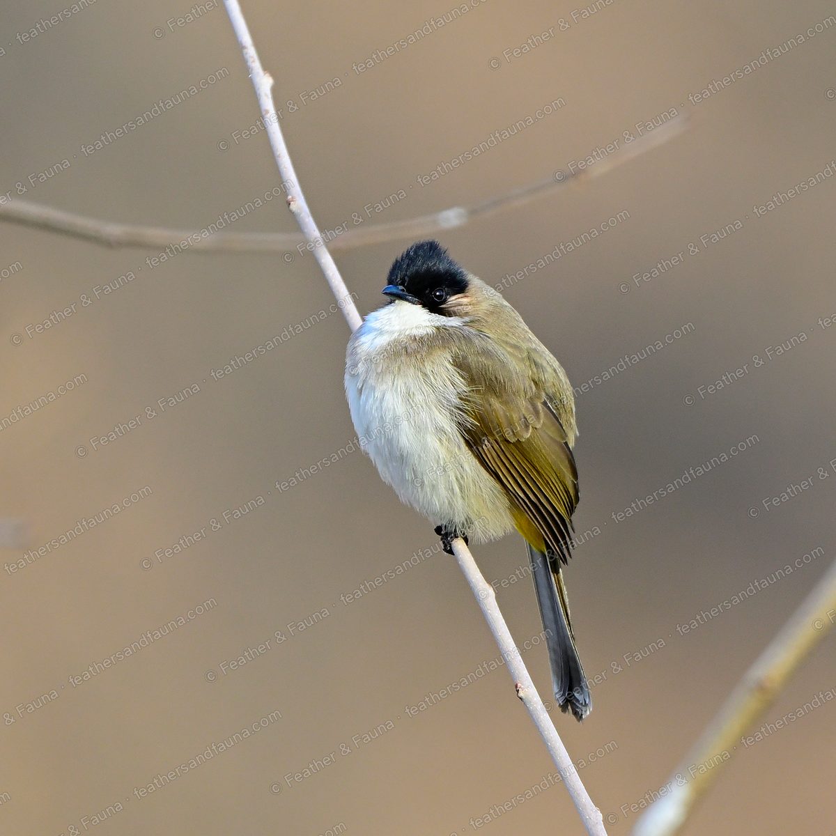 Puffed-up Brown-breasted Bulbul with a black cap and brown breast band on a thin twig.