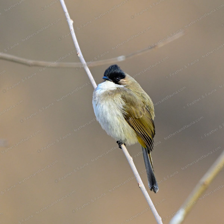 Puffed-up Brown-breasted Bulbul with a black cap and brown breast band on a thin twig.
