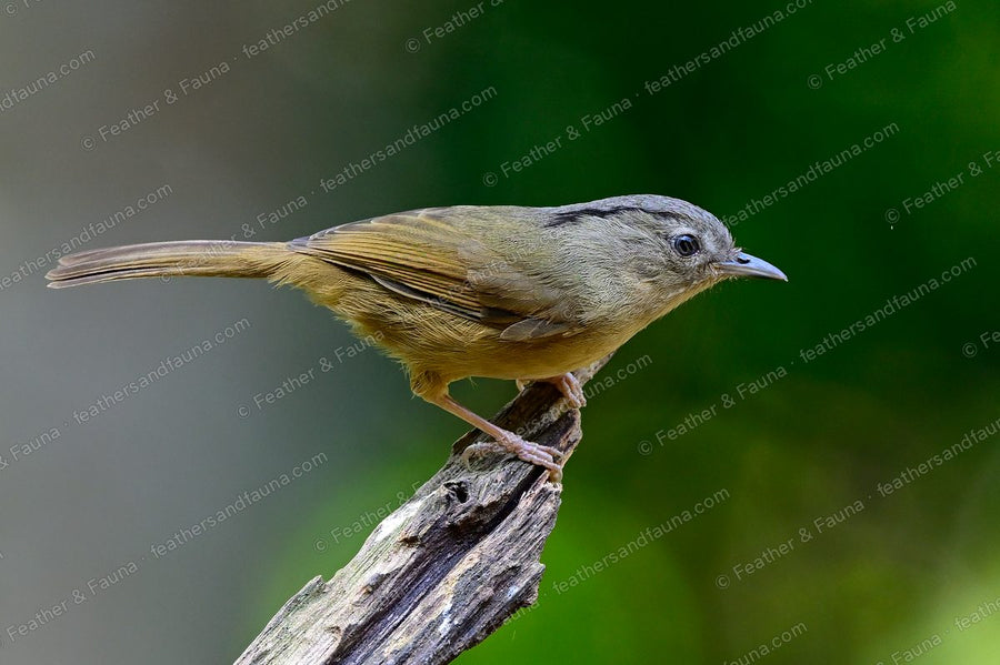 Brown-cheeked Fulvetta with a grey head and long cocked tail on a broken stump.
