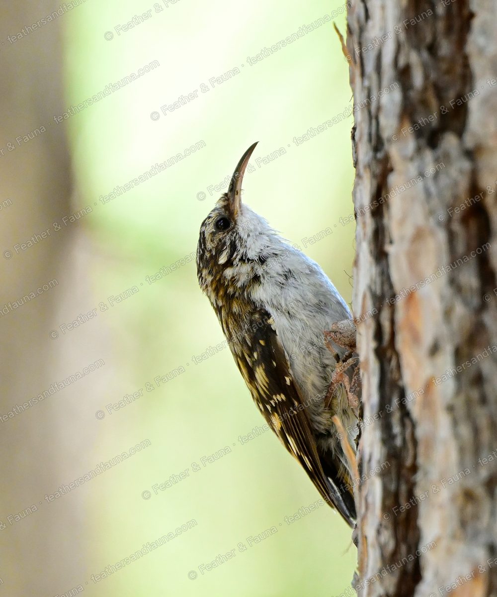 Brown Creeper with a long curved bill clinging to a pine trunk, bill open.