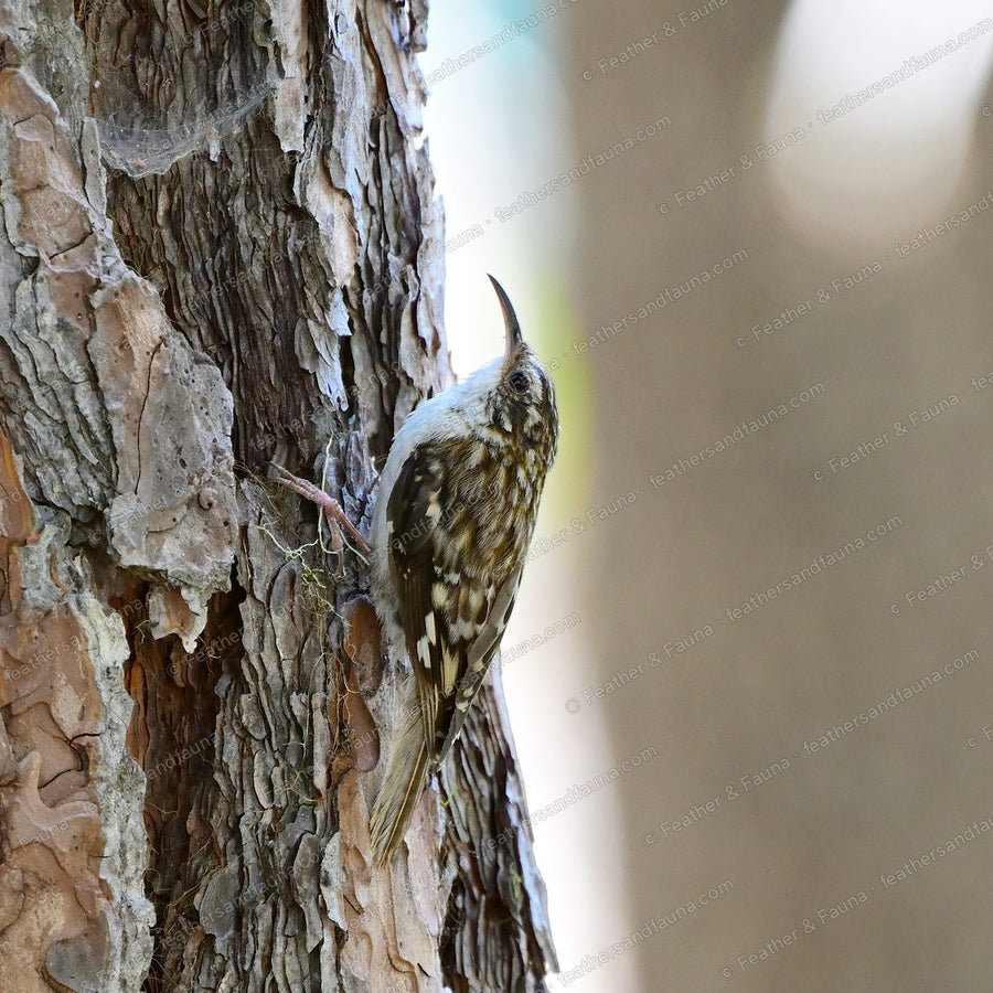 Brown Creeper clinging to a flaking pine trunk with its stiff tail braced.